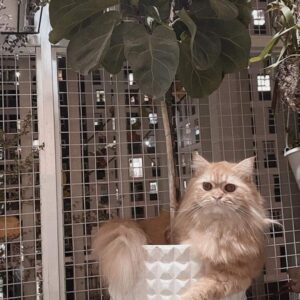 Lưới Chống Mèo